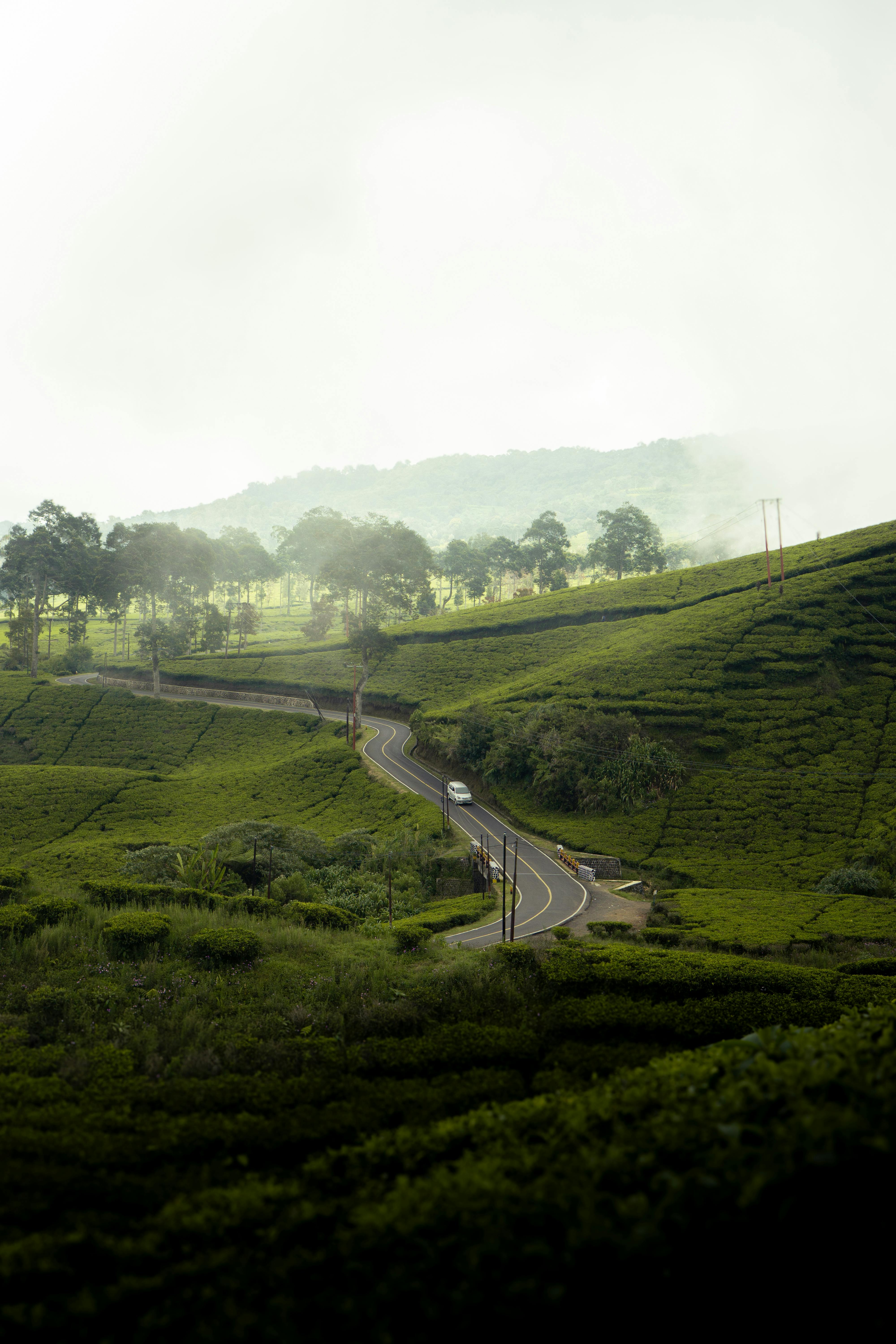 Nuwara Eliya Tea Estates